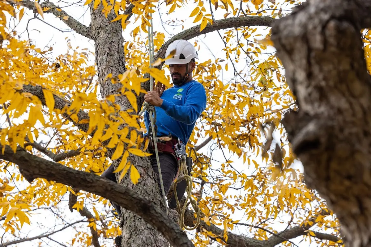 Skilled Storm Damage Cleanup crew working in Valera